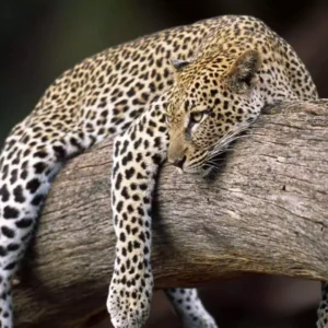 resting-leopard
